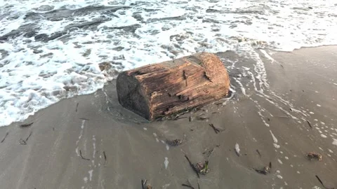 Small tree trunk partially submerged by gentle waves on the sandy shore Stock Footage 304972500