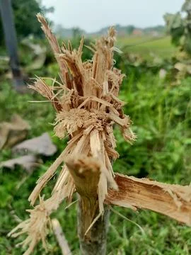A small tree trunk that is split and torn and has its bark peeled off Foto stock