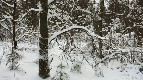 Small tree twigs covered with snow in a winter forest Stock Footage 217755675