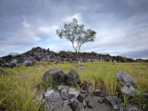 Small tree under a dramatic sky. Stock Photos