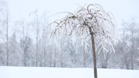 Small tree under heavy snowfall Stock Footage 33689865