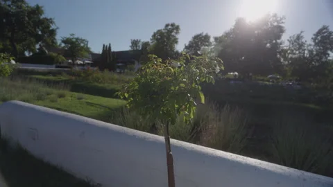 Small Tree on a Vineyard in Stellenbosch at Sunset | Rec. 709 Video stock 308462602