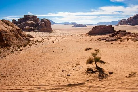 Small tree in Wadi Rum desert, Jordan. Stock Photos