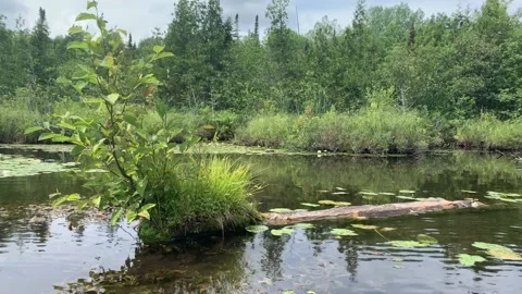 Small tree in water 스톡 동영상 146711103