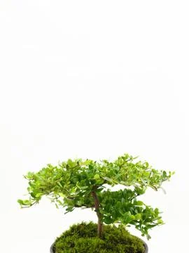 Small tree on white background Stock Photos