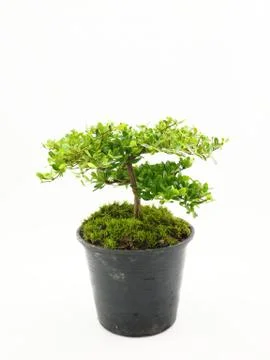Small tree on white background Stock Photos