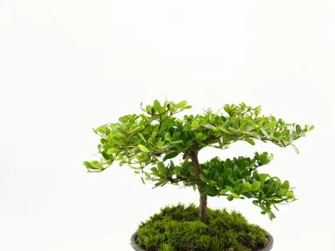 Small tree on white background Stock Photos