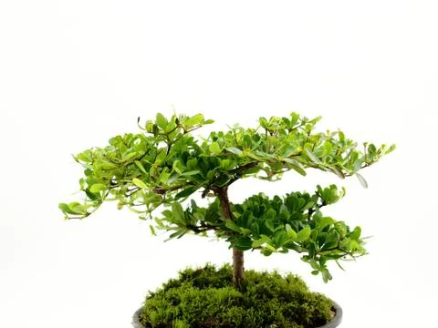 Small tree on white background Stock Photos