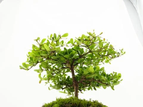 Small tree on white background Stock Photos