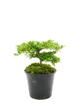 Small tree on white background Stock Photos