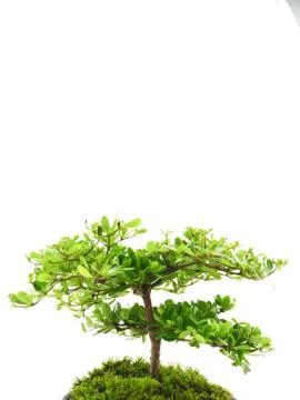 Small tree on white background Foto stock
