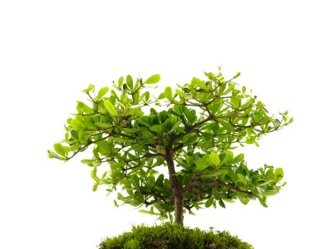 Small tree on white background Stock Photos