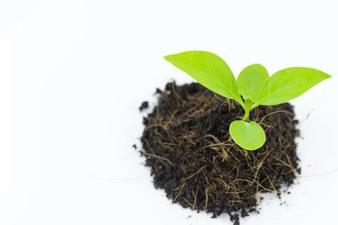 A small tree on a white background Stock Photos