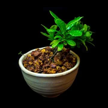 Small tree in white ceramic pot on black background Stock Photos