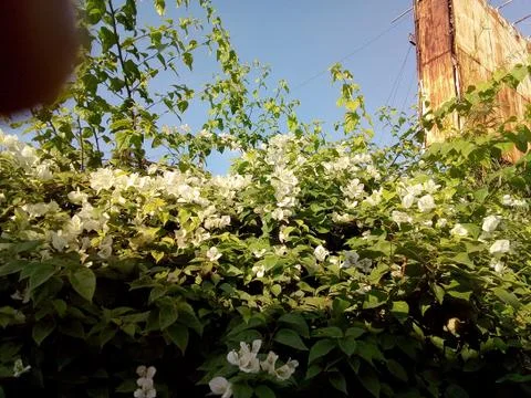 Small tree with white colour flowers Stock Photos