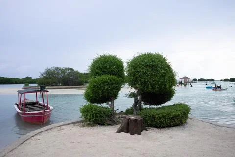 A small tree on the white sand beach of Pari Island Stock Photos