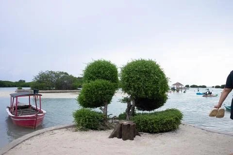 A small tree on the white sand beach of Pari Island Foto stock