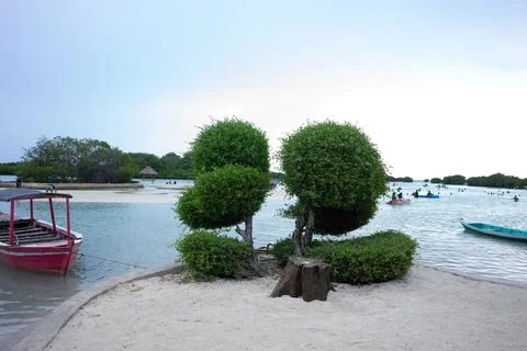 A small tree on the white sand beach of Pari Island Stock-Fotos