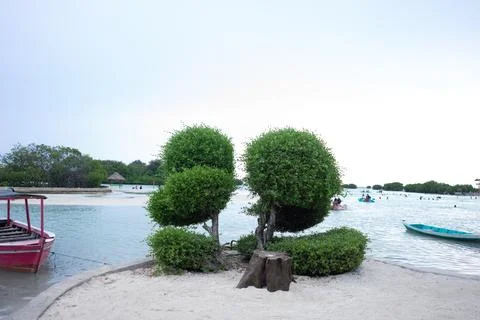 A small tree on the white sand beach of Pari Island Stock-Fotos