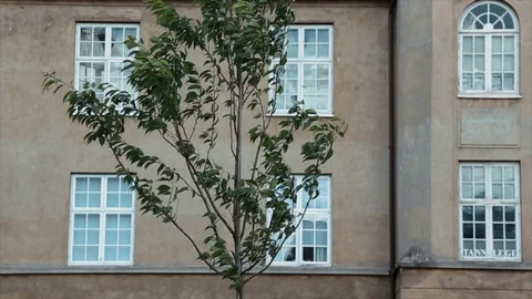 Small tree in the wind in the city Stock Footage 94318150