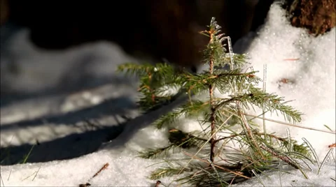 Small tree in wind Stock Footage 34697261