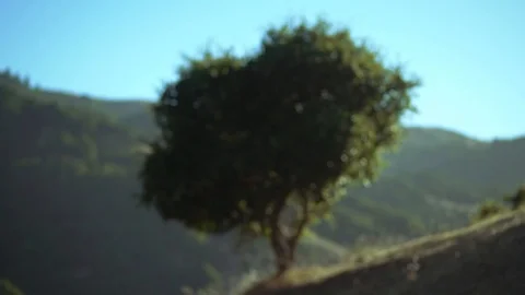 Small Tree on Windy Hill 動画素材 112677110