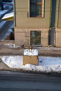 Small tree in winter urban setting. Stock Photos