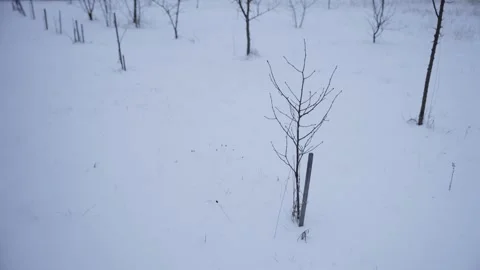 A small tree without branches is standing in the snow. It's cold in winter. Stock Footage 325746704