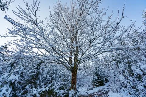 A small tree without leaves in a large Carpathian forest lit by the sun and c Stock Photos