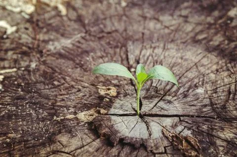 Small tree on wood background Stock Photos