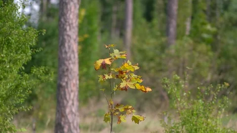 A small tree with yellowing leaves in the middle of large trees Stock Footage 245101717