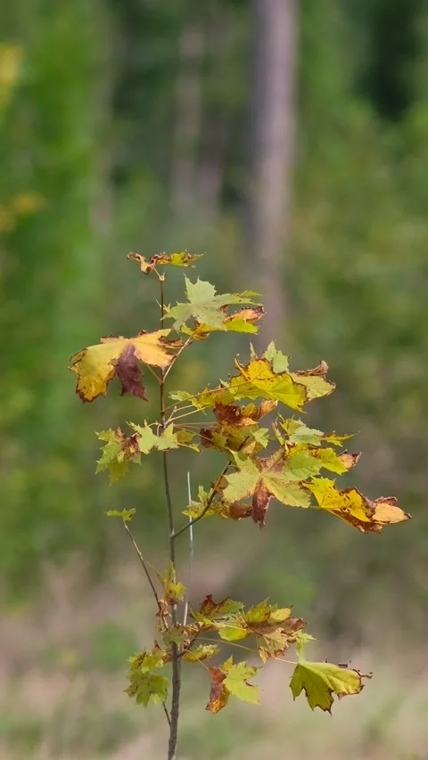 A small tree with yellowing leaves in the middle of large trees in a green .. Stock Footage 306149138