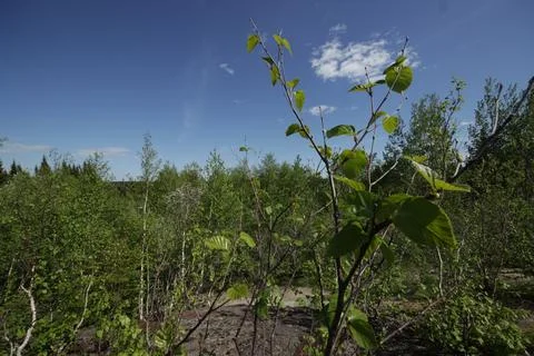 Small trees 01 Stock Photos