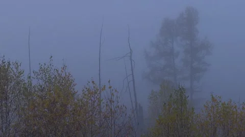 Small trees and dead trees in the fog Stock Footage 269446015