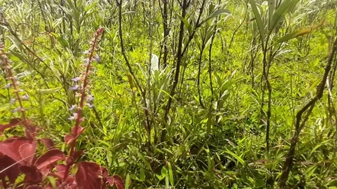 The small trees and flowers look beautiful Video stock 237962040