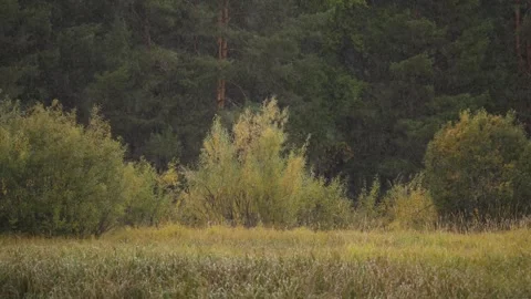 Small trees and the forest. Rain. Alkhanay National Park . Siberia Stock-Footage 269345691