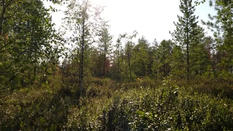 Small trees and plants in taiga forest, Siberia Stock-Footage 281528434