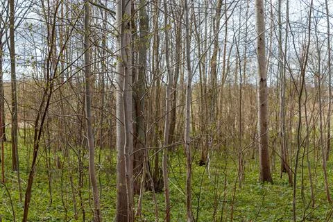 Small trees and shrubs in spring with flourishing blooming leaves Stock Photos