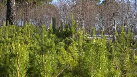 Small trees and the trunks of a large pine tree against a blue clear sky Stock Footage 195515576