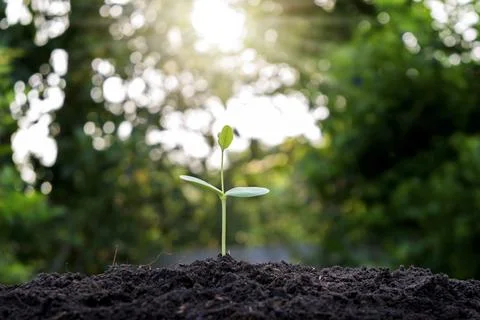 Small trees are growing around the soil, the concept of cropping and seeding. Stock Photos