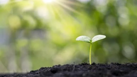 Small trees are growing around the soil, the concept of cropping and seeding. Stock Photos