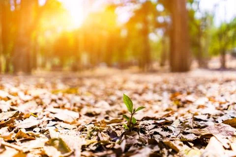 Small trees are growing in large forests under the sun. Stock Photos