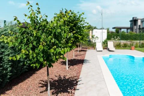 Small trees in the background of the pool with sun loungers. Relax in the bac Stock Photos