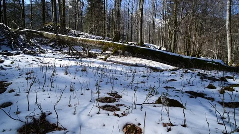 Small trees in a beech forest in austrian national park Stock Footage 127628683