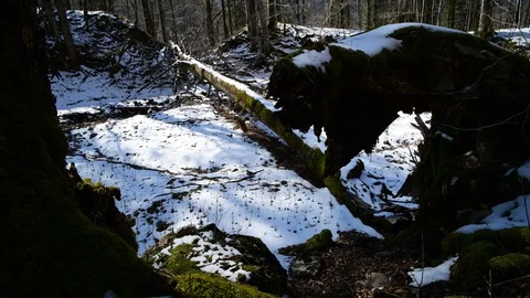 Small trees in a beech forest in austrian national park Stock Footage 127628806