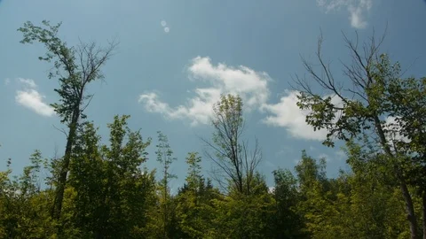 Small Trees blow in the wind, Mid Day Stock Footage 92627301