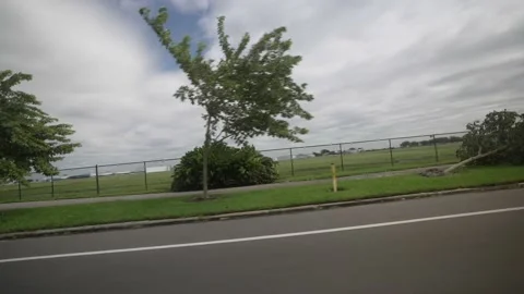 Small Trees Blown over after Hurricane Ian, Davis Islands, Tampa, Florida, 4K Stock Footage 219191423