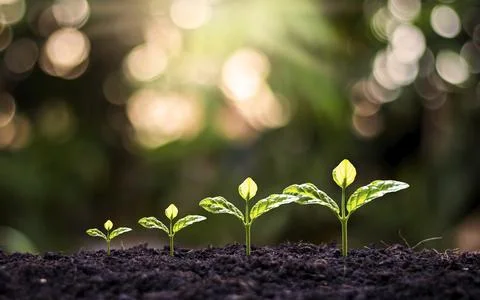 Small trees of different sizes that are growing on the ground, including a .. Stock Photos