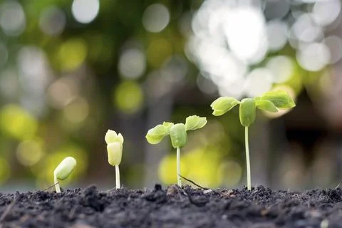 Small trees of different sizes on a green background, the concept of enviro.. Stock Photos