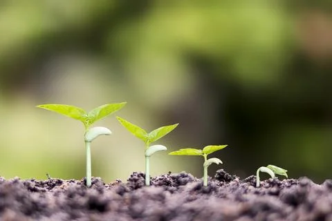 Small trees of different sizes growing on green background concept of carin.. Stock Photos